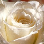 Бяла роза с роса