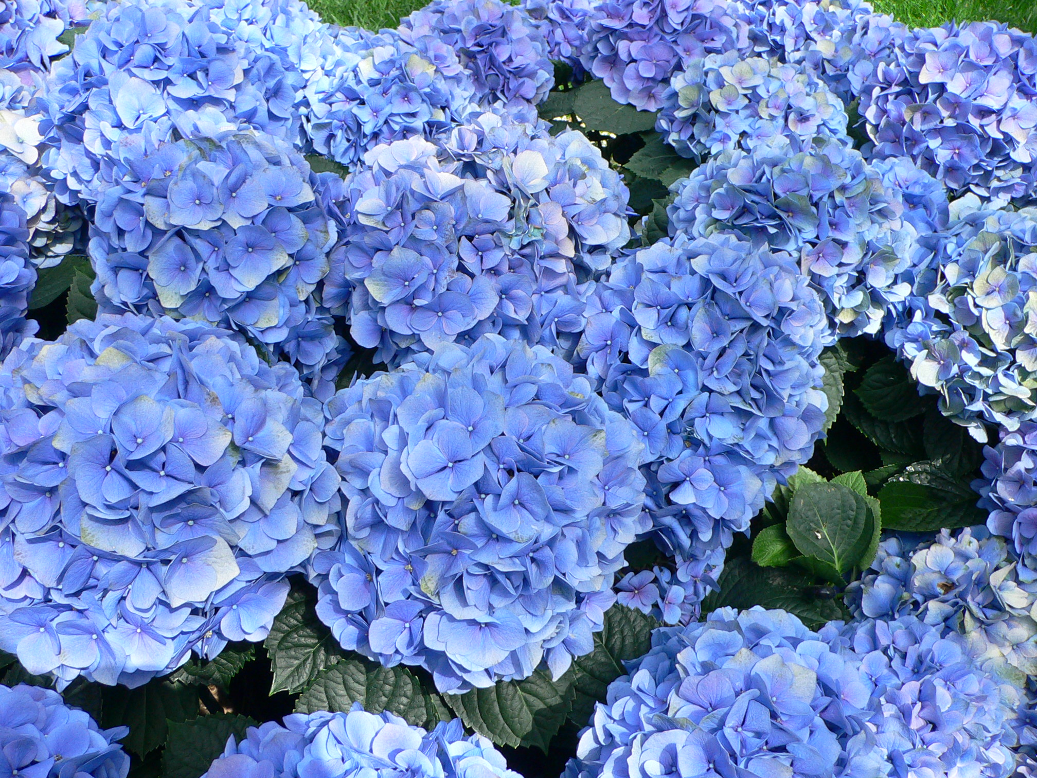 Хортензия Синя хортензия Цветя